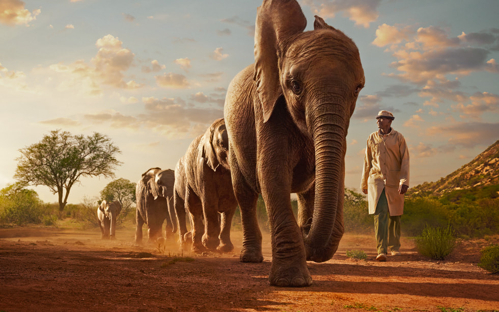 《Wild Life》剧照显示一个人在与一群大象同行。