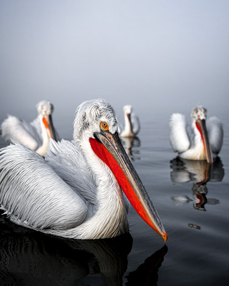 一个雾气弥漫的清晨，四只体型庞大的卷羽鹈鹕在希腊的凯尔基尼湖水面上漂行。
