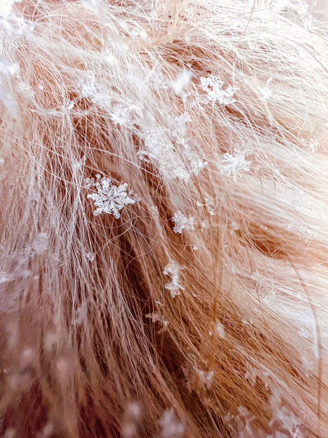 Tom Reeves 使用 iPhone 13 Pro 拍摄的获奖作品近距离展示了狗狗皮毛上的雪花。