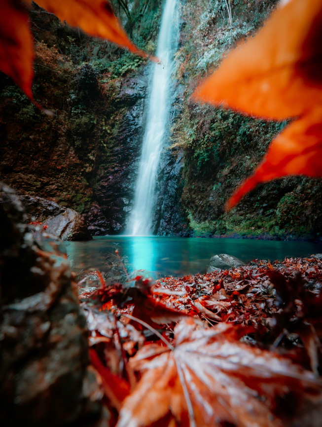 前景中的红色树叶环绕着远方的瀑布。