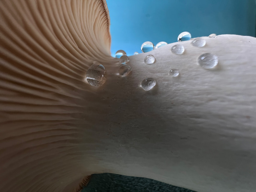 使用 iPhone 13 Pro 超广角镜头以微距模式拍摄的蘑菇。