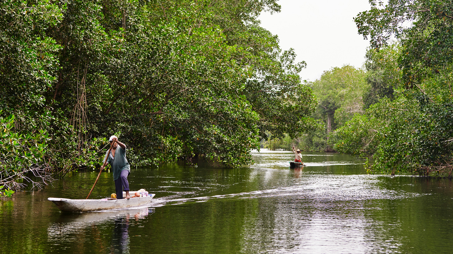 两人驾船穿梭于哥伦比亚红树森林中。
